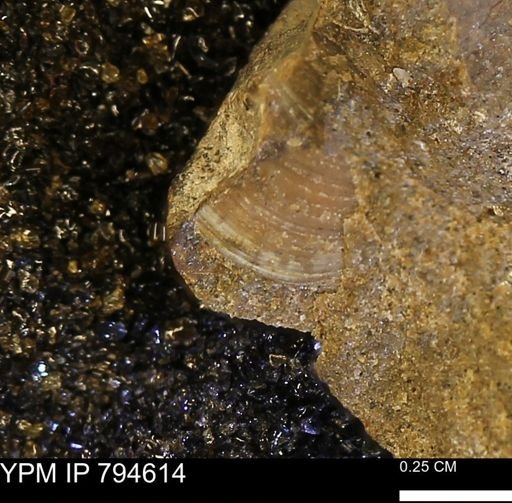 Protocardia subquadrata