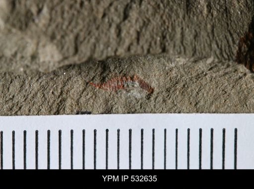 undet. Synziphosurina