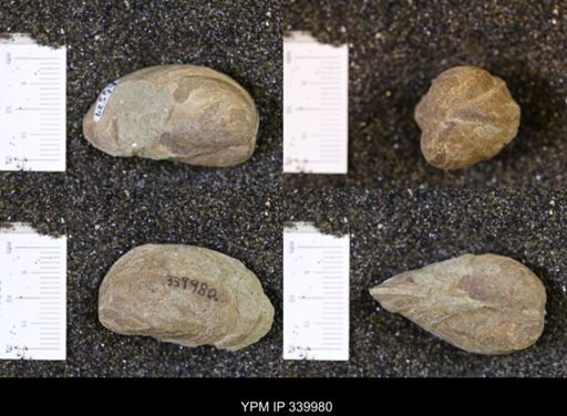 undet. Pholadomyidae