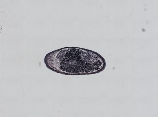 Plagiostomum cinctum