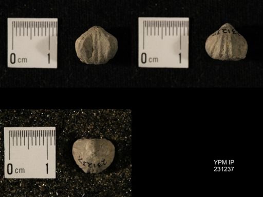 Wellerella osagensis
