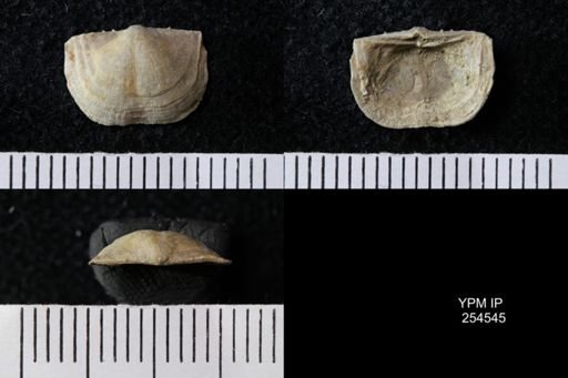 Chonetes sp.