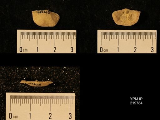Chonetes granulifer
