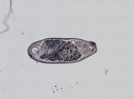 Plagiostomum cinctum