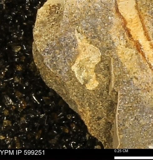 undet. Bivalvia