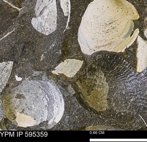 Protocardia sp.