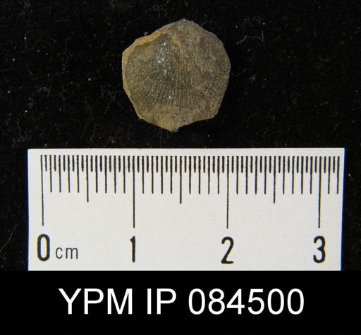 Parmorthis elegantula