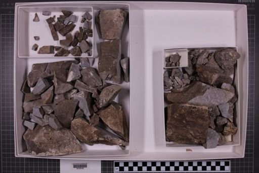 mixed taxa, stratigraphic collection