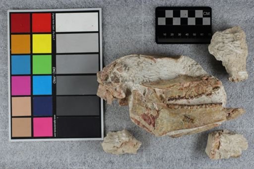 Mesohippus sp.