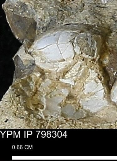 undet. Mollusca