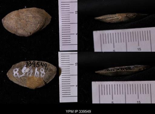 Tellina scitula