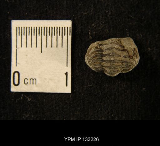 Phacops rana