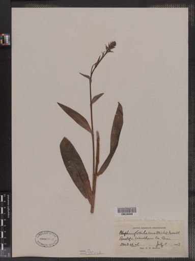 Blephariglottis lacera