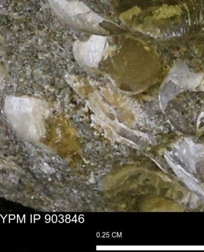 undet. Bivalvia