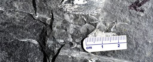 Sphenophyllum emarginatum