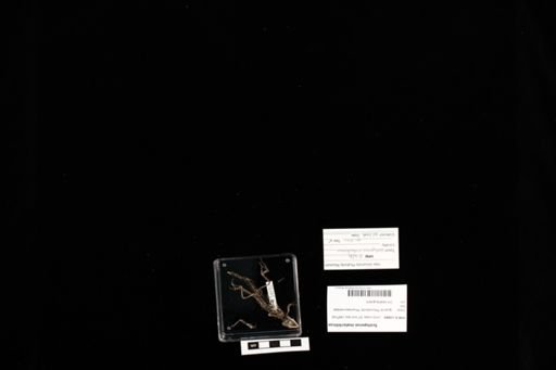 Sceloporus malachiticus