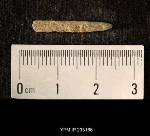 Archaeocidaris sp.
