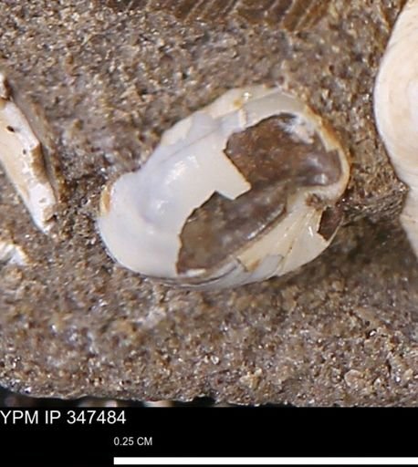 undet. Bivalvia