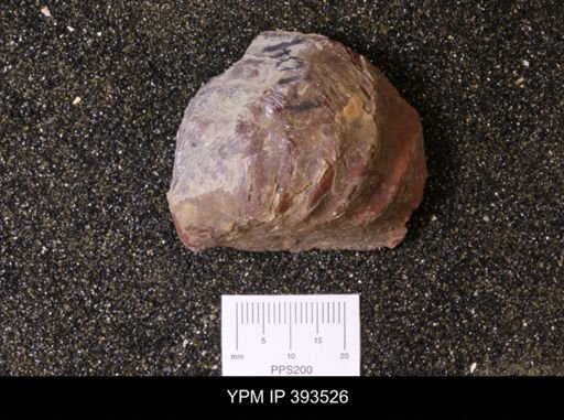 Inoceramus sp.