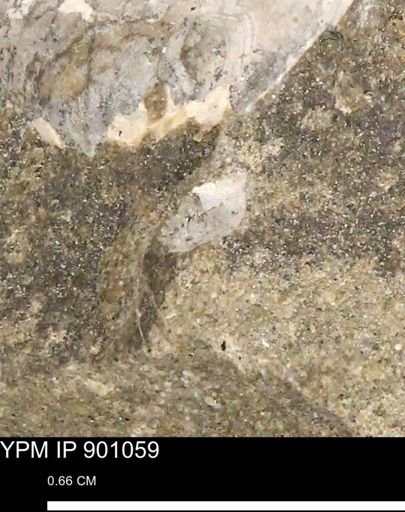 undet. Mollusca