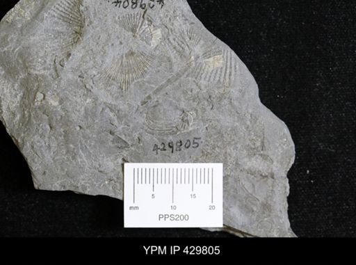 undet. Pelecypoda