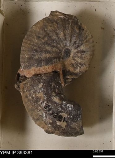 Scaphites sp.