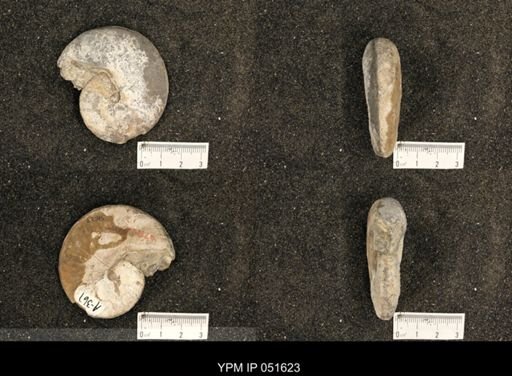 Hoploscaphites nicolletii