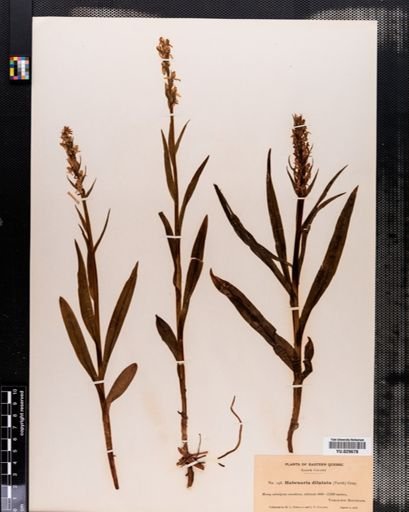 Habenaria