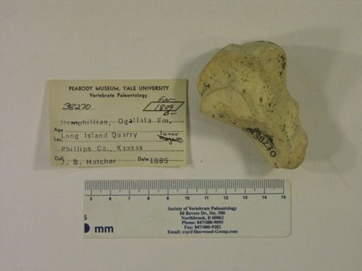 Rhinocerotidae