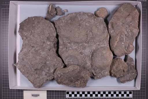mixed taxa, stratigraphic collection