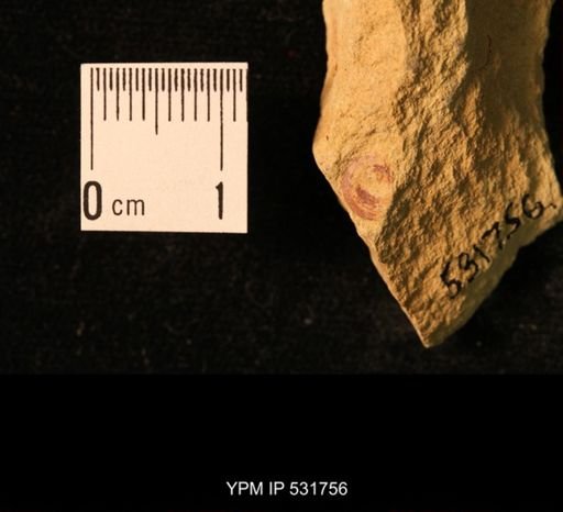 Orbiculoidea sp.