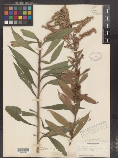 Solidago canadensis var. hargeri