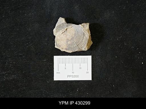 Tropidoleptus carinatus