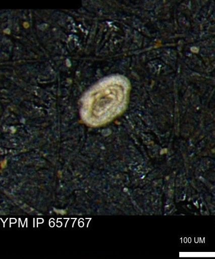 Spirolocammina subcircularis