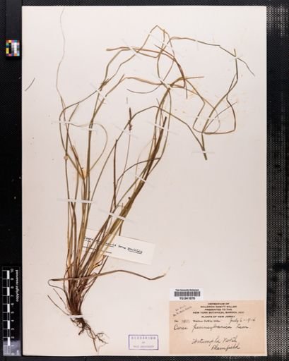 Carex pensylvanica