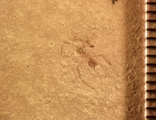 undet. Araneida