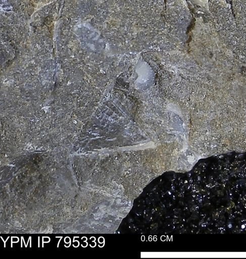 undet. Bivalvia