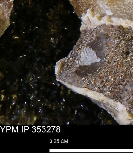 Limopsis striatopunctatus