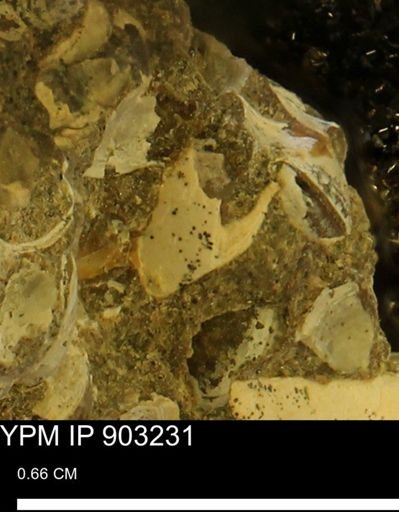 undet. Mollusca