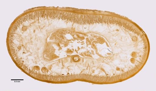 Amphiporus gelatinosus