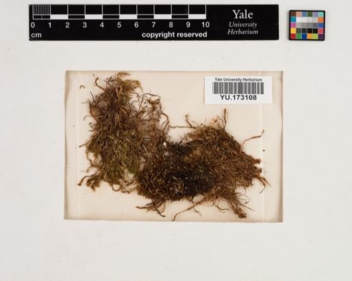 Plantae