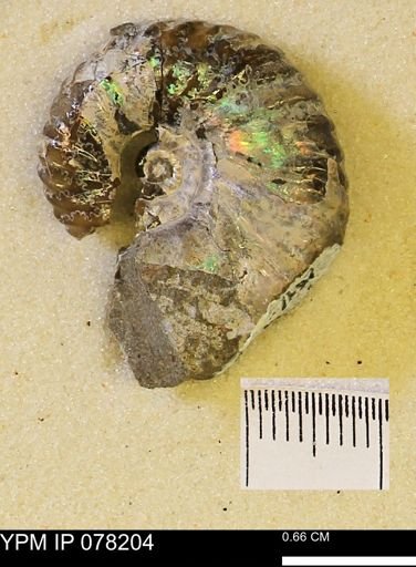 Jeletzkytes nebrascensis