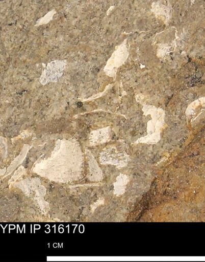 undet. Mollusca