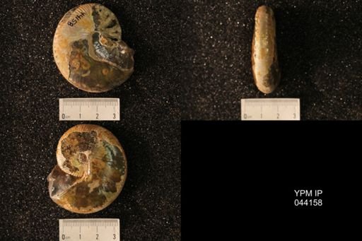 Hoploscaphites nicolletii