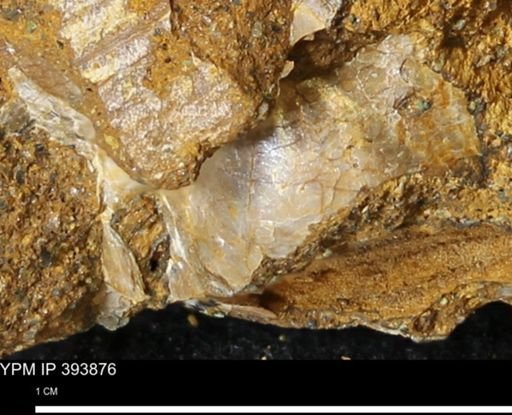 undet. Ostreacea