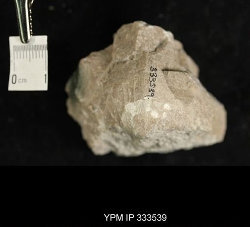 Plectambonites schmidti
