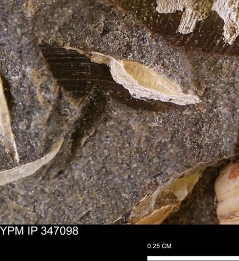 undet. Bivalvia