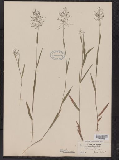 Panicum lanuginosum