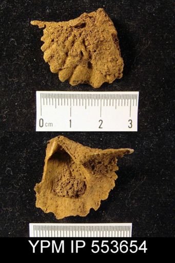 Arduspirifer sp.