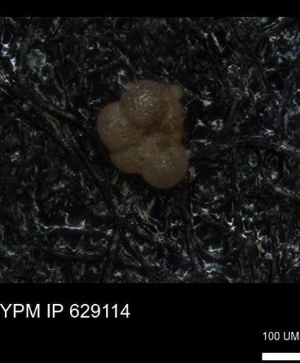 undet. Rugoglobigerinidae